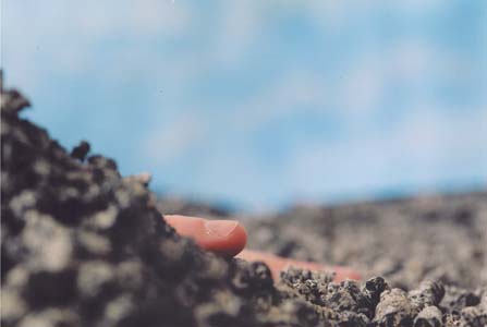 persfoto's: Cornelia Nauta & Friends